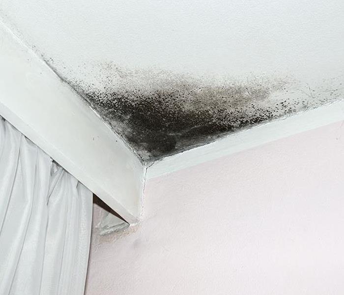 Fading Away? Mold in corner of ceiling.