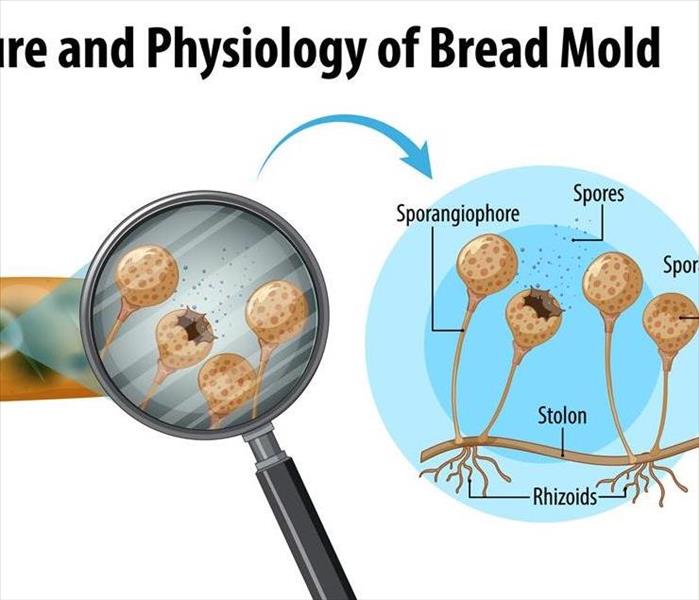life cycle of mold, magnifying glass